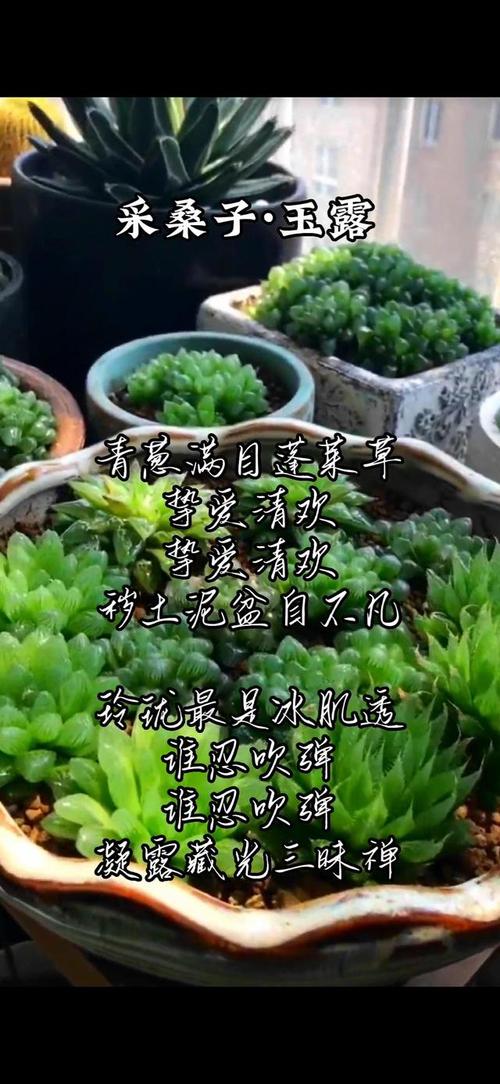 时光清浅岁月安然我与多肉共情 范文模稿