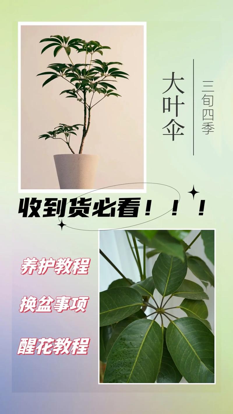 家庭养花｜大叶伞的养护方法以及注意事项 范文模稿