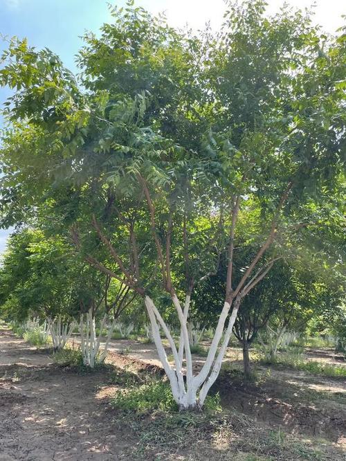 栾树的栽植与养护技术要点管理 范文模稿