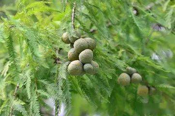 大熊猫羚牛珙桐红豆杉这些珍稀动/植物统统被彭州收藏 范文模稿