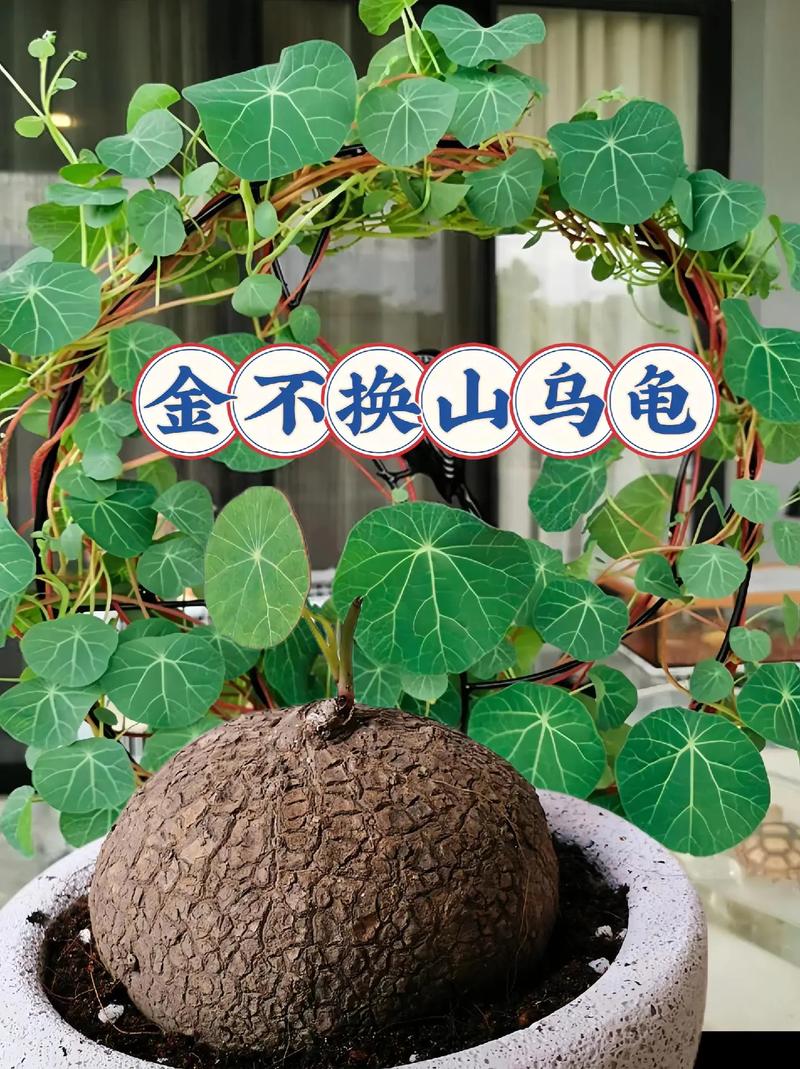 山乌龟植物的养护秘诀 范文模稿