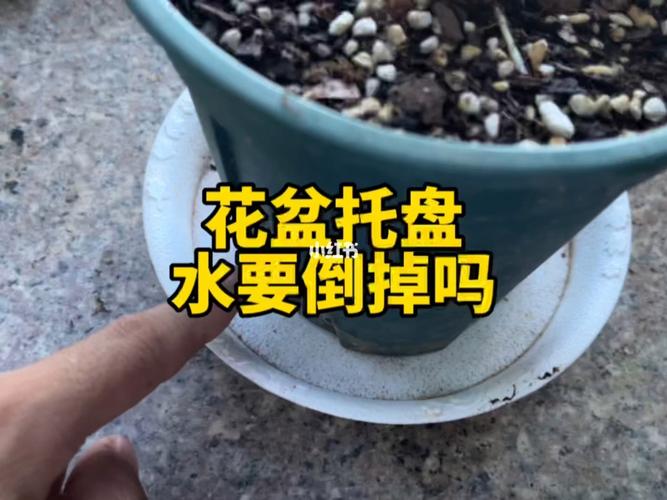 花盆托盘里的水要倒掉吗正确使用方法托盘使用不对花卉烂根 范文模稿