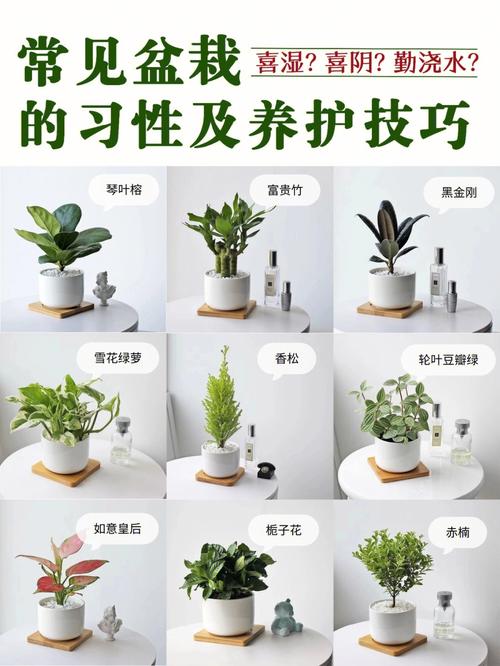 室内植物养护指南从光照到土壤手把手教会你 范文模稿 室内植物养护指南从光照到土壤手把手教会你 范文模稿