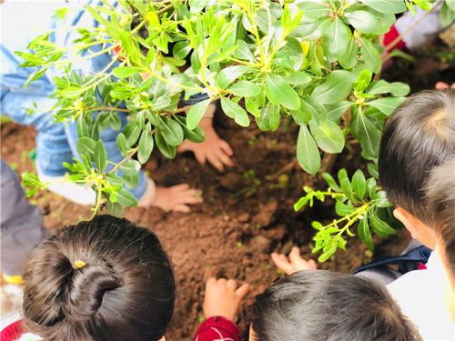 幼儿在种植活动中学会拥抱大自然培养环保理念提高自主能力 范文模稿