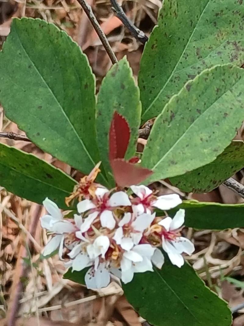 石斑木活血消肿凉血解毒 范文模稿