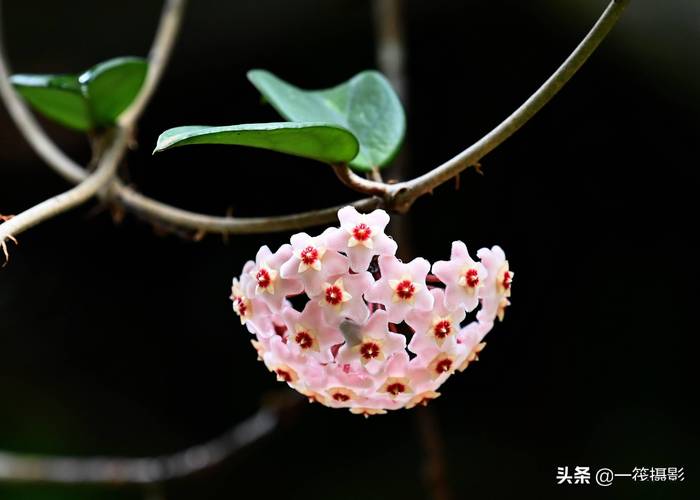 球兰花朵似球形小巧玲珑掌握养护技巧花开多又美 范文模稿