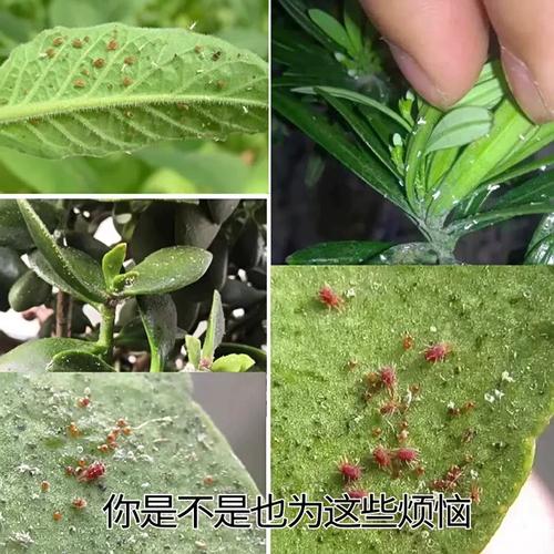 认识这7种常用杀虫剂植物花卉有什么虫害都不怕 范文模稿