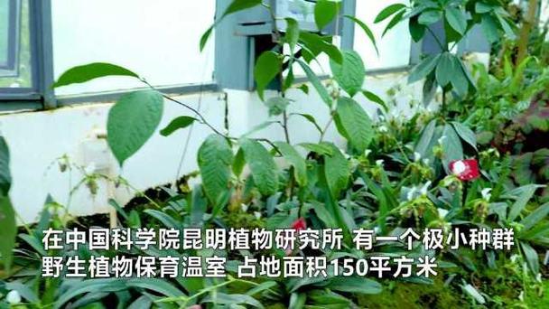 这150平的房间里装了120余种珍稀植物 范文模稿