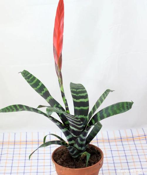 7种可以养半阴阳台和窗台的室内植物颜值颇高的新手绿植 范文模稿 7种可以养半阴阳台和窗台的室内植物颜值颇高的新手绿植 范文模稿