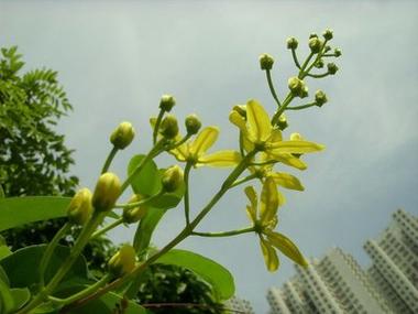 珍惜的藤本花卉三星果 范文模稿