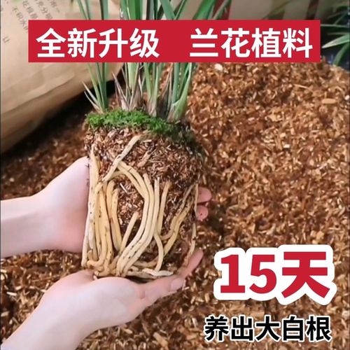 用4种植料养兰花疏松透气养分充足兰株长势旺盛 范文模稿