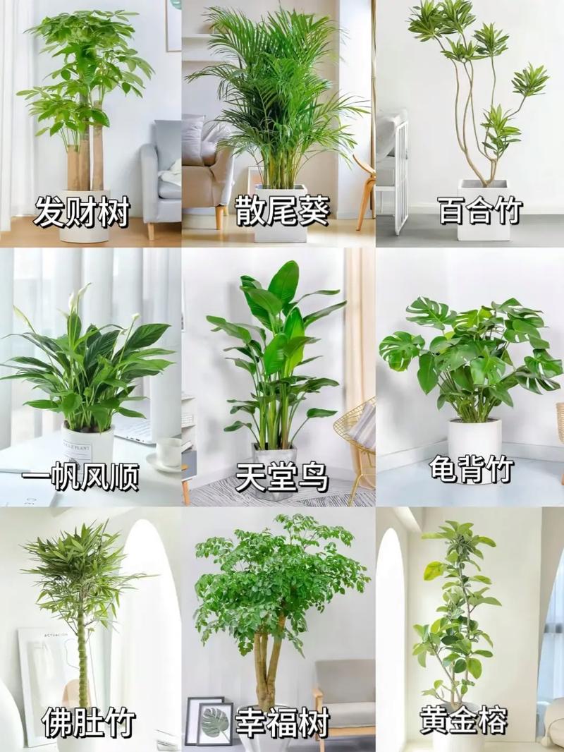 室内绿色植物的养护需要注意哪些问题 范文模稿