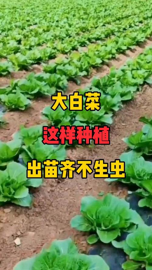 移栽的大白菜如何缓苗快学会这些白菜成活率太高了 范文模稿