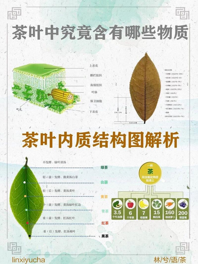 茶识  大叶种茶不可不知的秘密 范文模稿