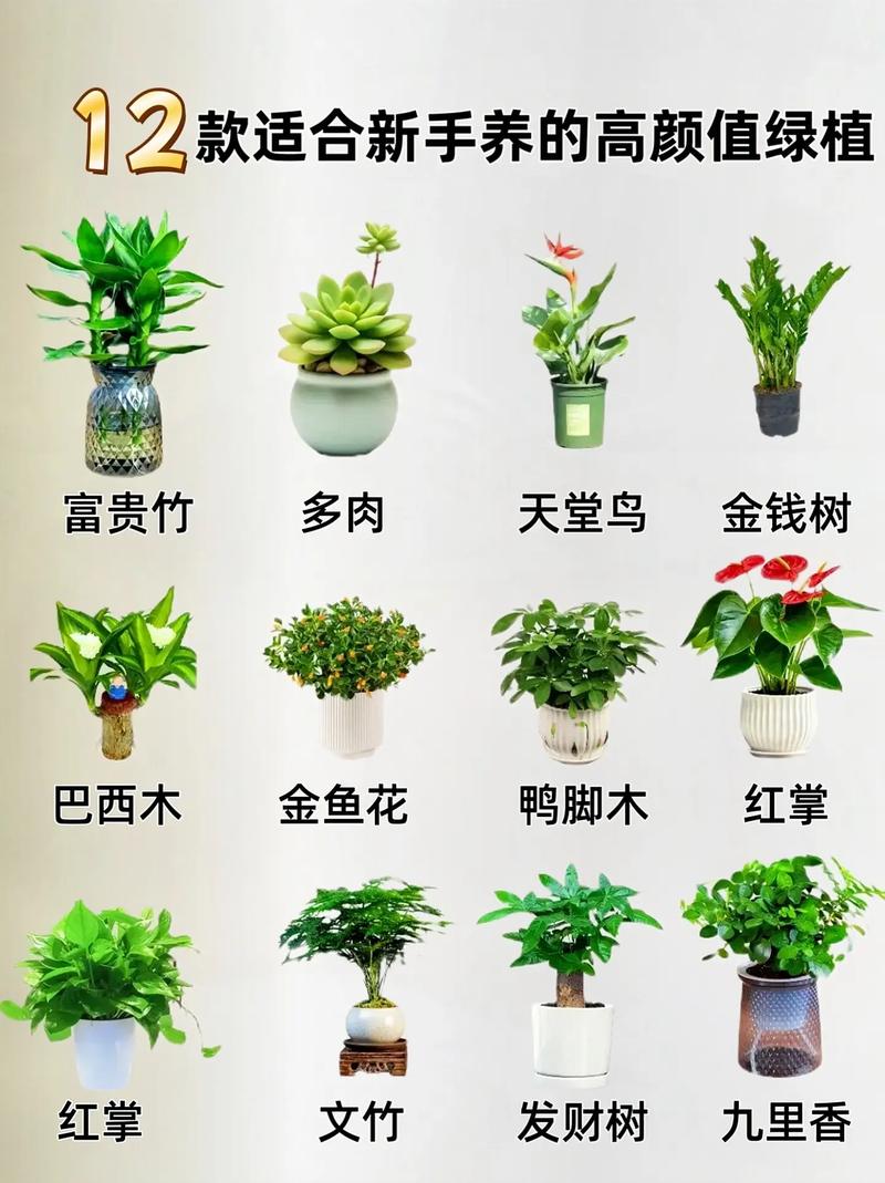 推荐五种容易养护的绿植好上手养护 范文模稿