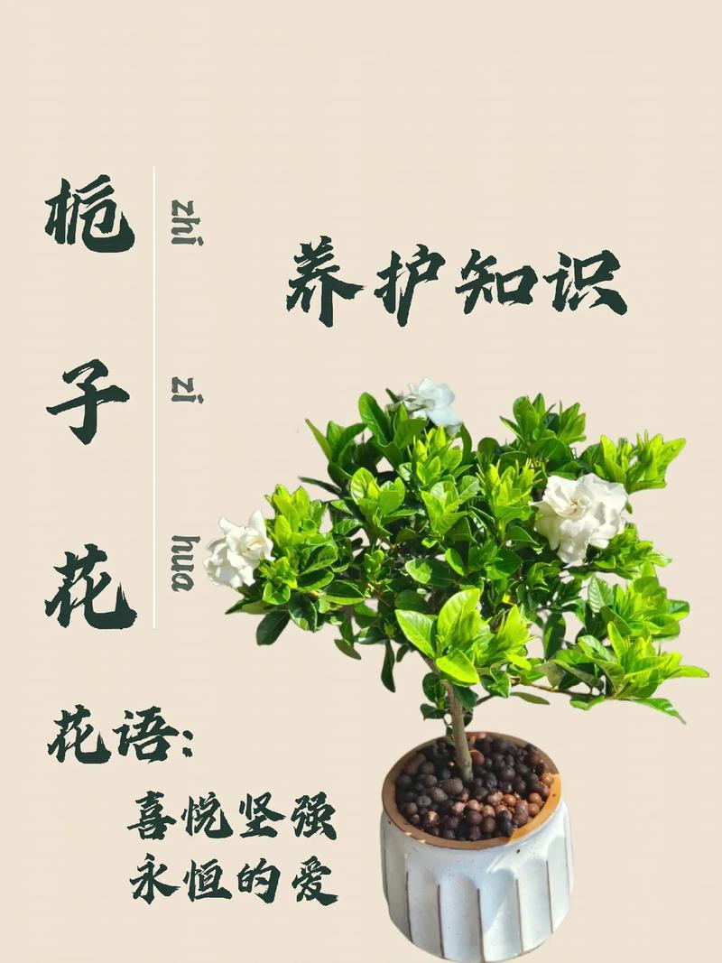 养好栀子花5个窍门很简单叶子绿出油花开满枝香 范文模稿