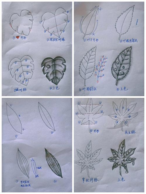 图文教程  3步绘制植物叶子详细明了 范文模稿