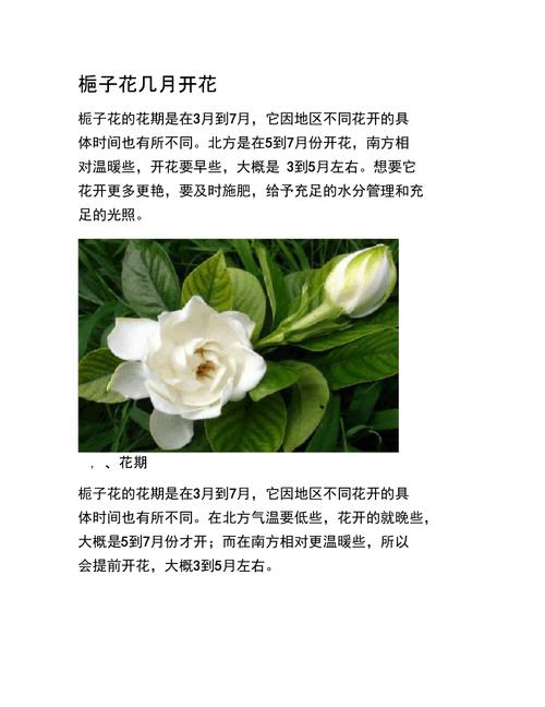 小叶栀子花什么时候开一年开几次 范文模稿