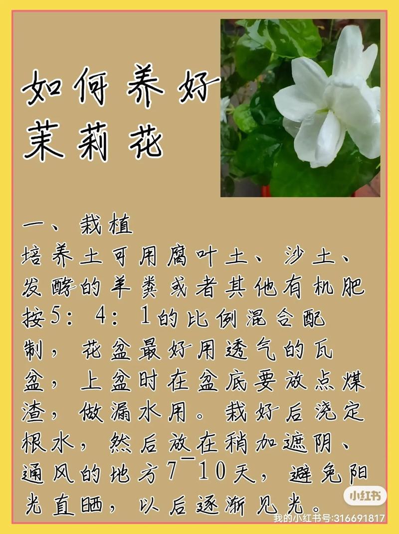 养护茉莉四季浇水各不同掌握要点开花一年更比一年多 范文模稿