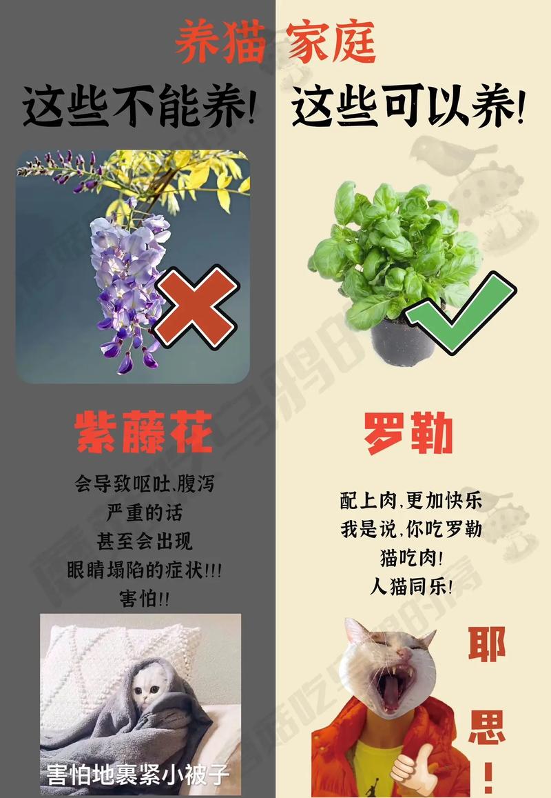 养护植物萌宠这些专家秘籍你听了吗 范文模稿