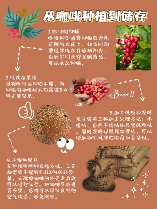 咖啡豆要怎么种咖啡豆的种植技术 范文模稿