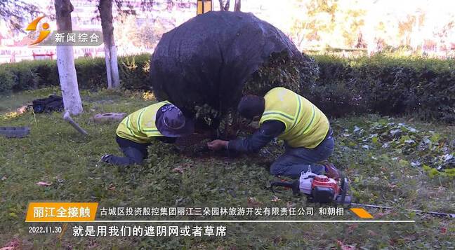 电视 丽江 冬季绿化养护忙 城市绿植换新装 范文模稿