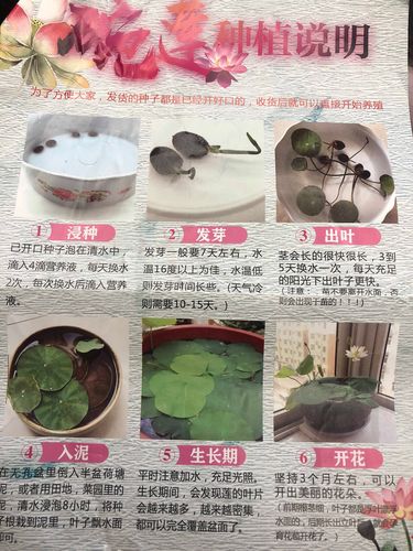 水养植物升级版如何在 30 天内让绿植生机勃勃神秘养料大揭秘 范文模稿