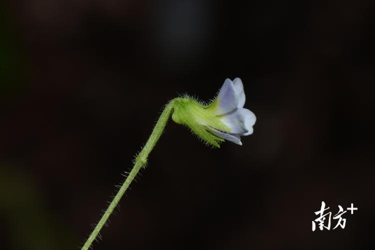 又一新物种以潮州命名论文第二作者是名植物爱好者 范文模稿