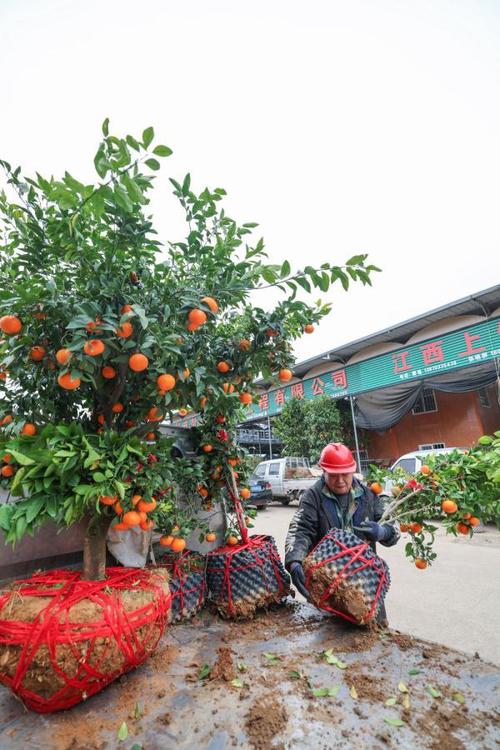 浙江金华新春苗木市场开市 范文模稿