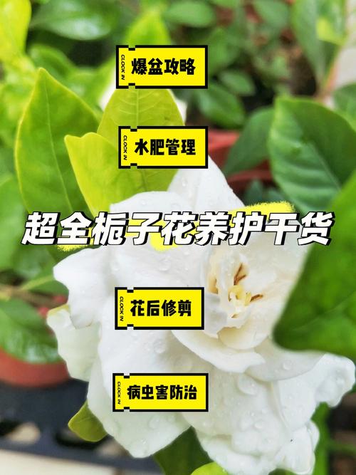 栀子花养护手册这样养叶片油绿发亮还能开花爆盆 范文模稿