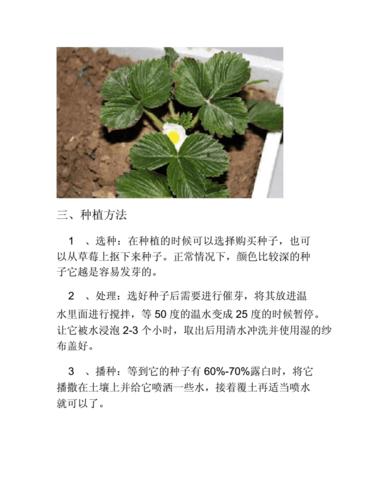 最全最新的红颜草莓全年种植技术赶快学习 范文模稿