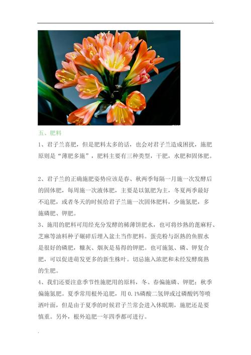 君子兰怎么养才能开花需要注意些什么 范文模稿