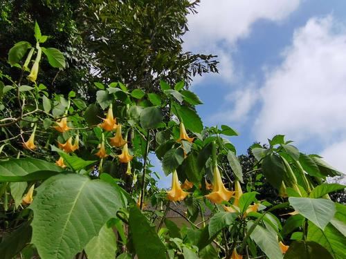 走近彩云南从花开始 范文模稿