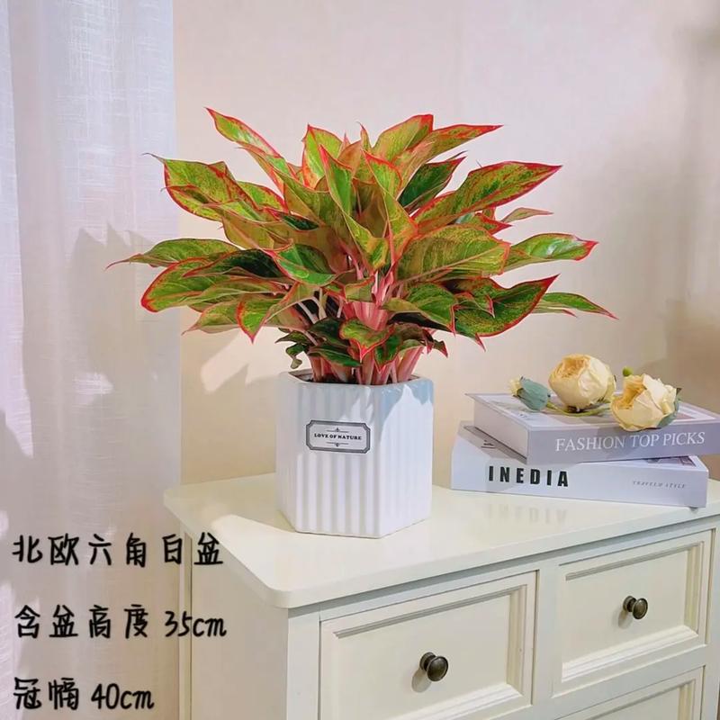 观叶植物分享室内养植最佳之选 范文模稿