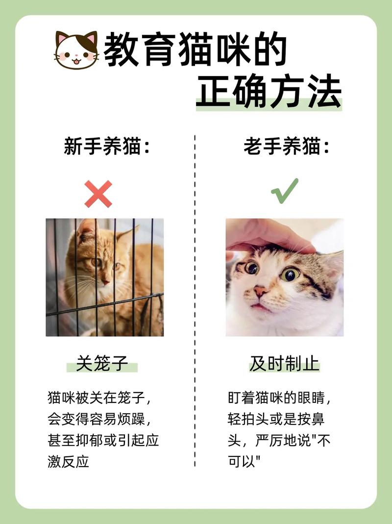 五个小窍门让猫咪生活得更加舒适既能取悦喵主子又能培养感情 范文模稿