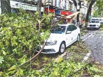 别怕武汉给行道树买了保险 范文模稿