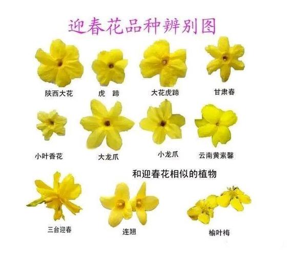 迎春花怎么养殖方法 范文模稿