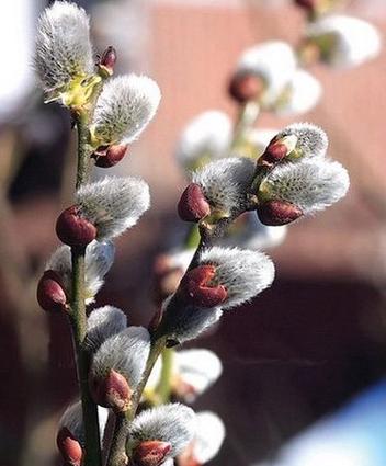 银芽柳冬日里的一抹绚烂 在众多的花卉植物中 范文模稿