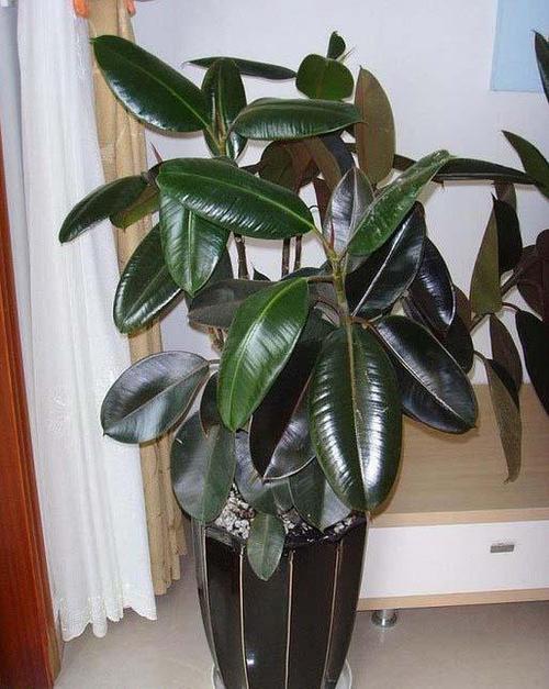 橡皮树盆栽冬天养4点注意到叶子翠绿肥厚 范文模稿