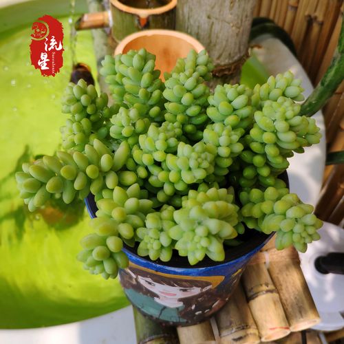 容易群生的多肉植物小玉怎么养好呢 范文模稿 容易群生的多肉植物小玉怎么养好呢 范文模稿