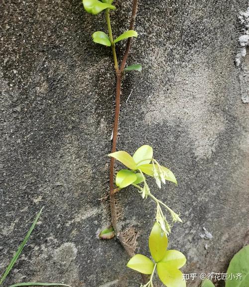 4种爬墙花好养又漂亮自己会长腿最后一种你不会想到 范文模稿