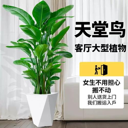 天堂鸟发财树鸭脚木等大型绿植怎么养这样养枝繁叶茂蹿高高 范文模稿