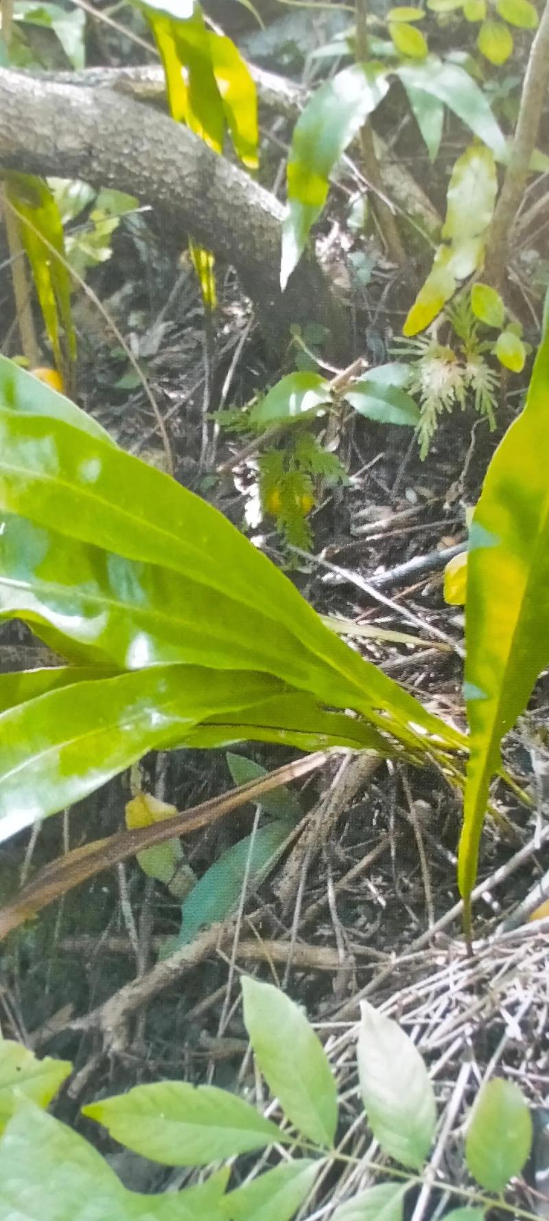 江南星蕨恐龙时代的植物还是世界濒危植物 范文模稿