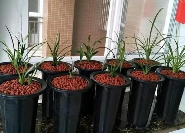 给兰花叶面喷水这几点做好不烂心新芽不断长开花特别多 范文模稿