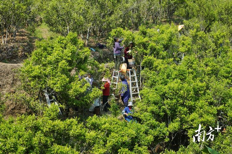 安家潮州凤凰山太空茶种现在长成什么样了 范文模稿