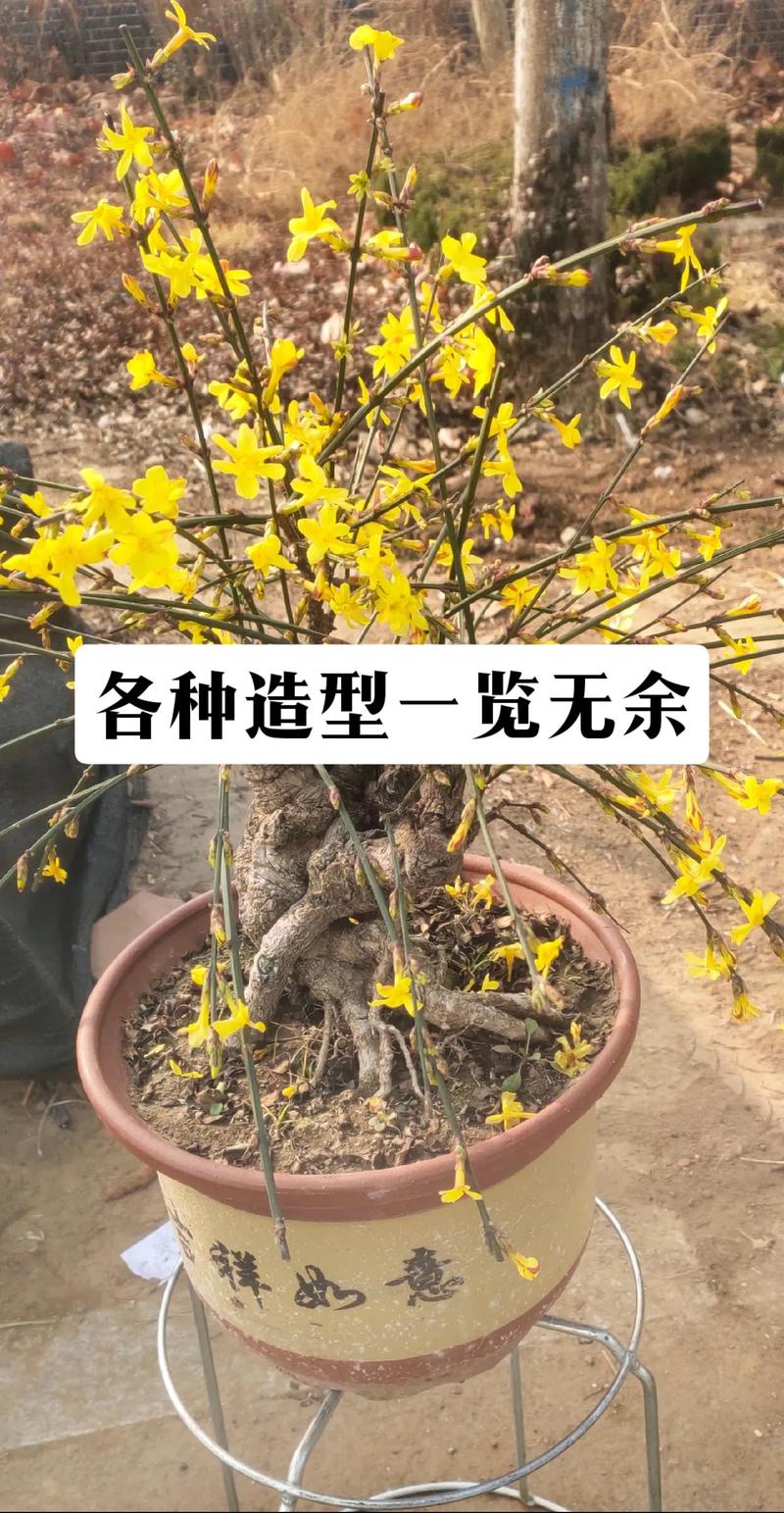 迎春花盆景制作步骤及养护方法 范文模稿