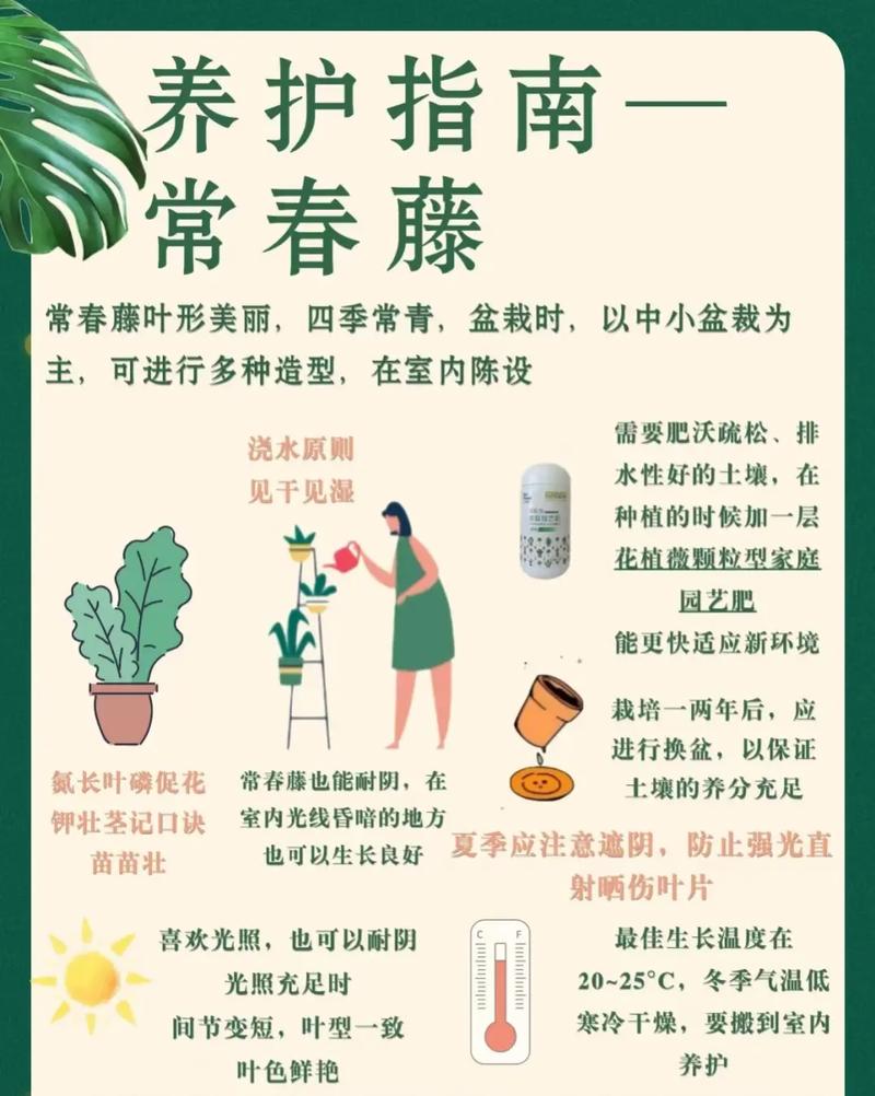 如何给常春藤浇水 范文模稿