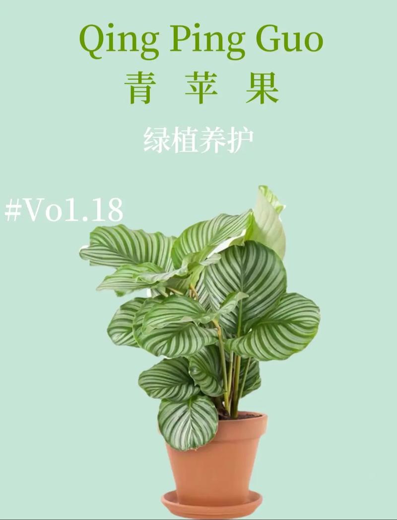 如何养好竹芋盆栽这几方面要了解 范文模稿