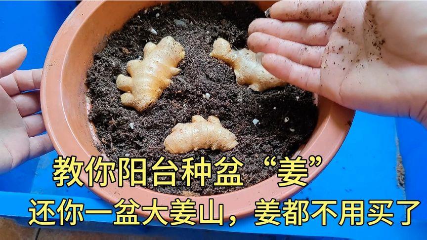 5个步骤教你在花盆里种出不断收获的生姜基本没有病虫害 范文模稿