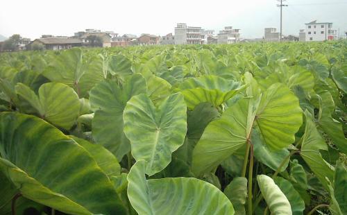 红芽芋优质高产栽培技术做好这几点高产不用愁 范文模稿